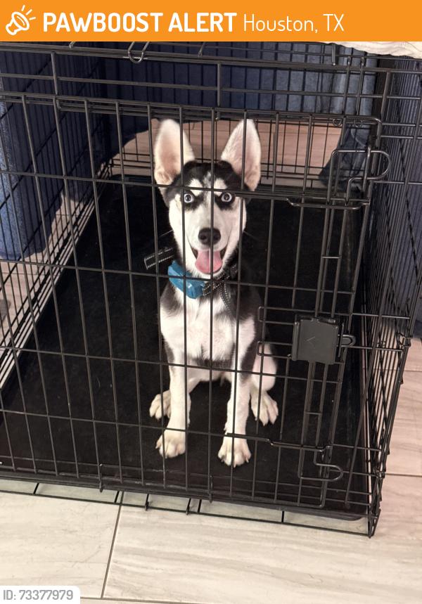 Found/Stray Female Dog last seen Mesa Drive & Sam Houston, Houston, TX 77396