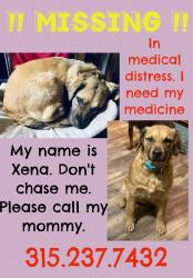 Lost Female Dog last seen Baker Rd / Emerson Rd, Cayuga County, NY 13033