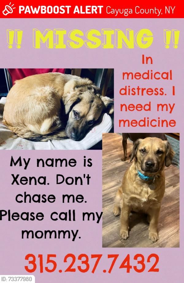 Lost Female Dog last seen Baker Rd / Emerson Rd, Cayuga County, NY 13033