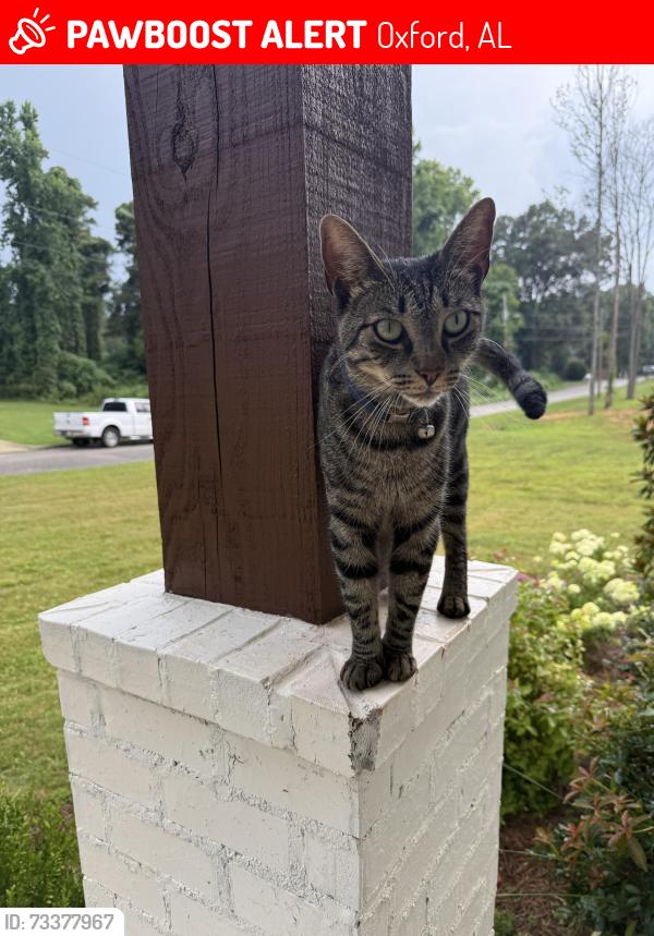 Lost Male Cat last seen Around Gunnells lane and McIntosh Road, Oxford, AL 36203