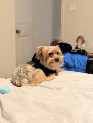 Lost Male Dog last seen Bob Hamger Lake Vista Ranch, Fort Worth, TX 76179