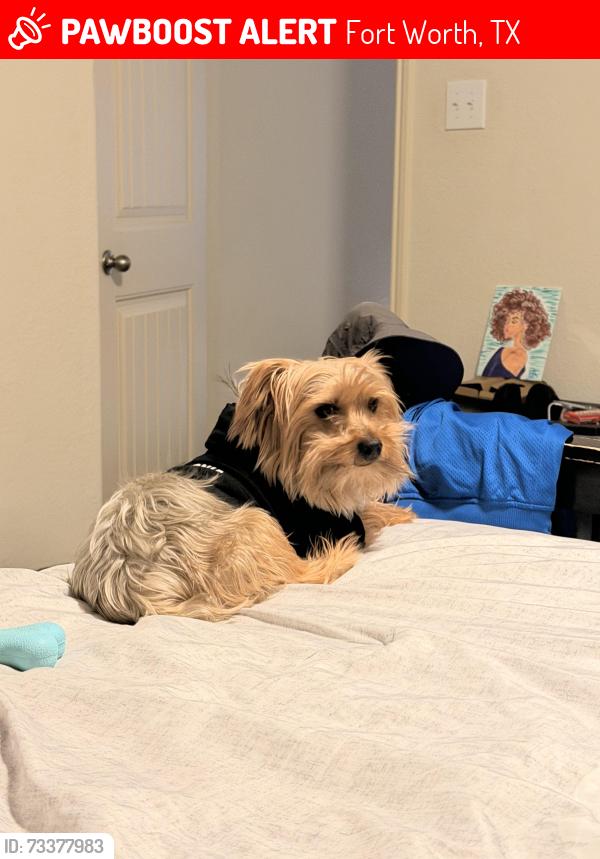 Lost Male Dog last seen Bob Hamger Lake Vista Ranch, Fort Worth, TX 76179