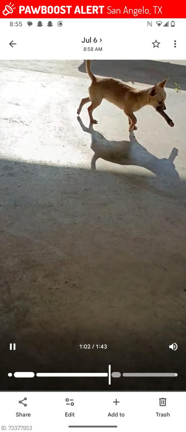 Lost Female Dog last seen Robin Hood trail -Arden - Sherwood, San Angelo, TX 76901
