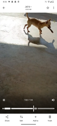 Lost Female Dog last seen Robin Hood trail -Arden - Sherwood, San Angelo, TX 76901