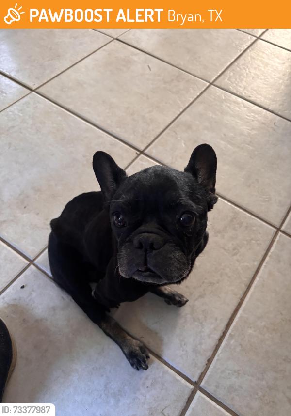 Found/Stray Male Dog last seen Windwood Cir, Bryan, TX 77802