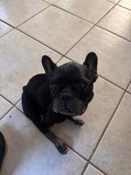 Found/Stray Male Dog last seen Windwood Cir, Bryan, TX 77802