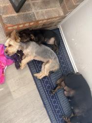 Reunited Male Dog last seen Tulane and Rice, Rowlett, TX 75088