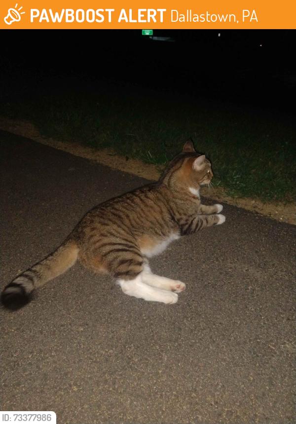 Found/Stray Unknown Cat last seen Dallastown Community Park, Dallastown, PA 17313