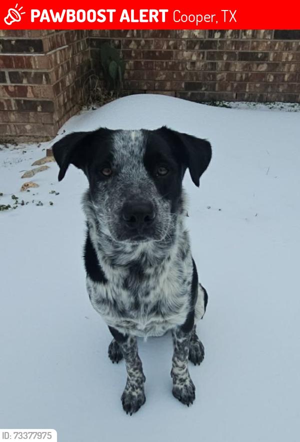 Lost Male Dog last seen East Kaufman st. and s.e.10th st, Cooper, TX 75432