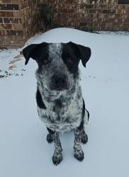 Lost Male Dog last seen East Kaufman st. and s.e.10th st, Cooper, TX 75432