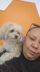 Lost Female Dog last seen Sunset Gardens, Albuquerque, NM 87121
