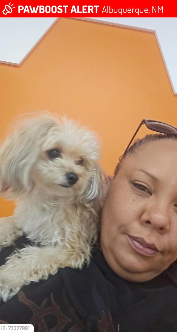Lost Female Dog last seen Sunset Gardens, Albuquerque, NM 87121