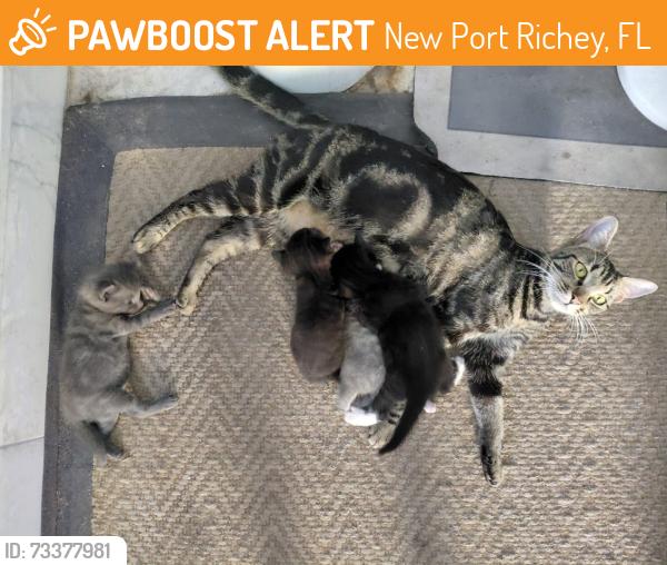 Found/Stray Female Cat last seen U.S 19, New Port Richey, FL 34652
