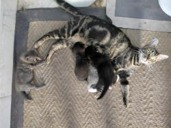 Found/Stray Female Cat last seen U.S 19, New Port Richey, FL 34652