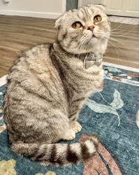 Lost Male Cat last seen N 17th Street and Linewood Drive, Camp Hill, PA 17043