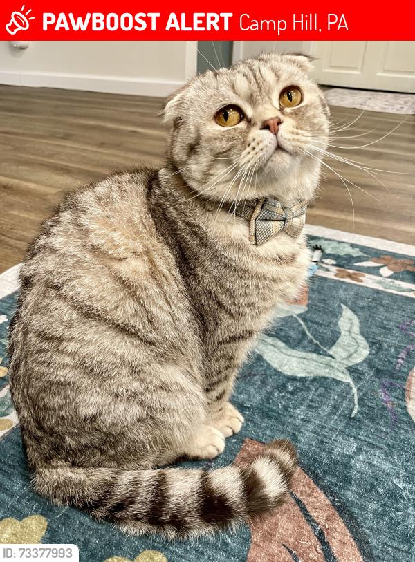 Lost Male Cat last seen N 17th Street and Linewood Drive, Camp Hill, PA 17043