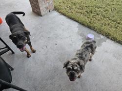 Found/Stray Unknown Dog last seen Greenshade Lane, Caddo Mills, TX 75135