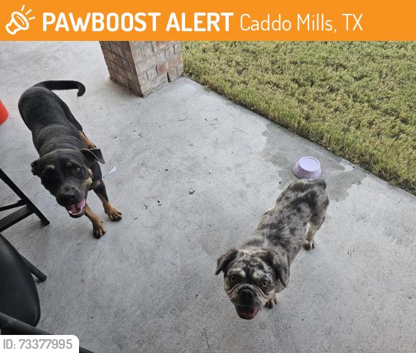 Found/Stray Unknown Dog last seen Greenshade Lane, Caddo Mills, TX 75135