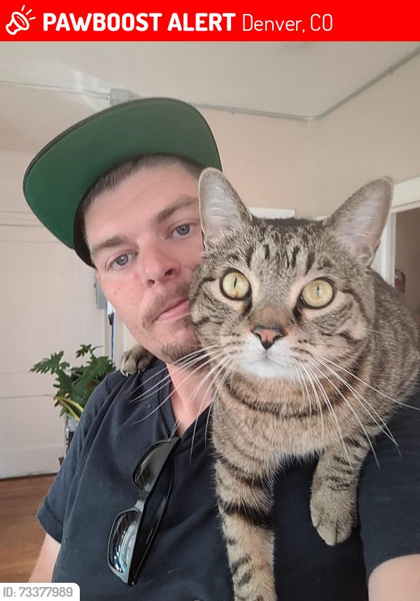 Lost Male Cat last seen Near Mamie D Eisenhower Park, Denver, CO 80222