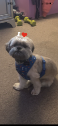 Lost Male Dog last seen Nashville,NC (by train tracks, glover park, doug saul’s area), Nashville, NC 27856