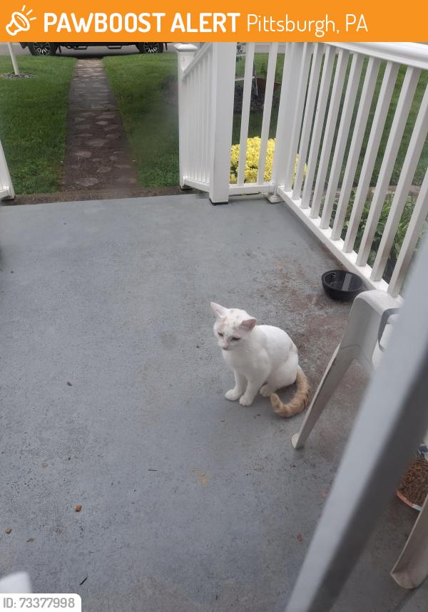 Found/Stray Male Cat last seen Whitehall borough building, Pittsburgh, PA 15236