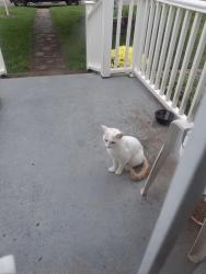 Found/Stray Male Cat last seen Whitehall borough building, Pittsburgh, PA 15236