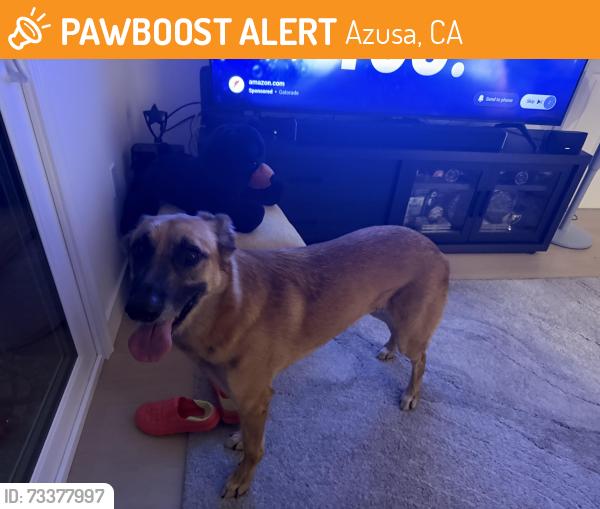 Found/Stray Female Dog last seen North Duxford Ave, Azusa, CA 91722
