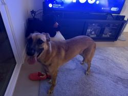 Found/Stray Female Dog last seen North Duxford Ave, Azusa, CA 91722