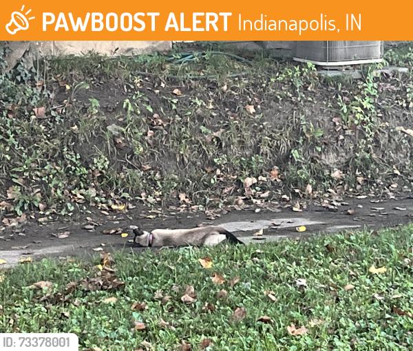 Found/Stray Unknown Cat last seen Between w43rd and w44th, Indianapolis, IN 46208