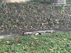 Found/Stray Unknown Cat last seen Between w43rd and w44th, Indianapolis, IN 46208