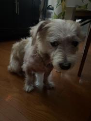 Found/Stray Male Dog last seen 46th ave and 157th street Flushing NY 11355, Queens, NY 11355