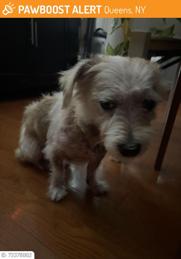 Found/Stray Male Dog last seen 46th ave and 157th street Flushing NY 11355, Queens, NY 11355