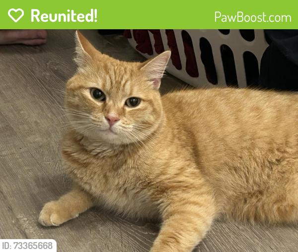 Reunited Unknown Cat last seen Frederick and Saint John’s, Ellicott City, MD 21042