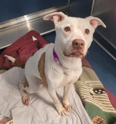 Shelter Stray Female Dog last seen Near BLOCK E MARGARET ST, DETROIT MI 48203, 7401 Chrysler Dr, Detroit, MI 48211, USA