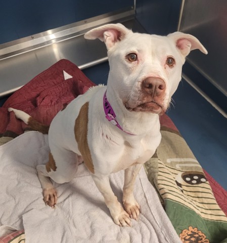 Shelter Stray Female Dog last seen Near BLOCK E MARGARET ST, DETROIT MI 48203, 7401 Chrysler Dr, Detroit, MI 48211, USA