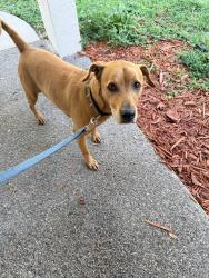 Found/Stray Male Dog last seen Inverness, Inverness, FL 34452