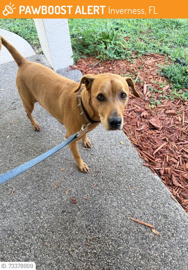 Found/Stray Male Dog last seen Inverness, Inverness, FL 34452