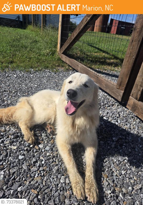 Found/Stray Female Dog last seen Two brick silos, PB Farm, Marion, NC 28752