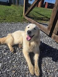 Found/Stray Female Dog last seen Two brick silos, PB Farm, Marion, NC 28752