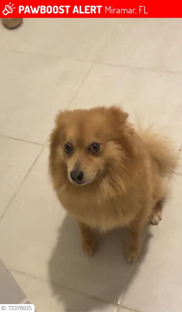 Lost Male Dog last seen Emerald lake drive, Miramar, FL 33023