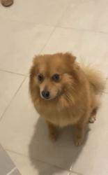 Lost Male Dog last seen Emerald lake drive, Miramar, FL 33023
