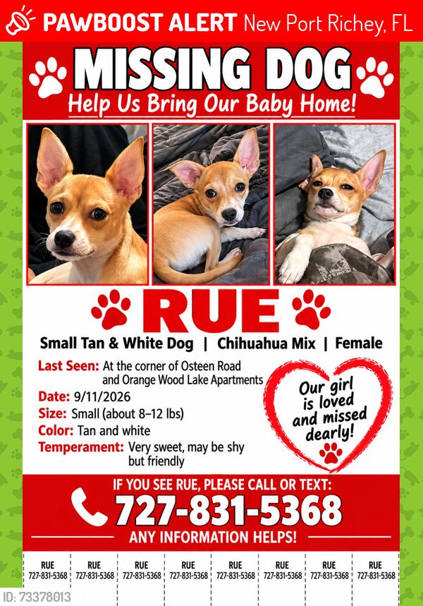 Lost Female Dog last seen At the corner of Osteen road and orangewood lake apmts, New Port Richey, FL 34653