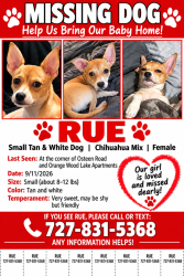 Lost Female Dog last seen At the corner of Osteen road and orangewood lake apmts, New Port Richey, FL 34653