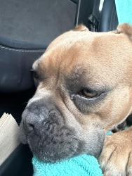 Found/Stray Unknown Dog last seen Tasman and baypoint, San Jose, CA 95134