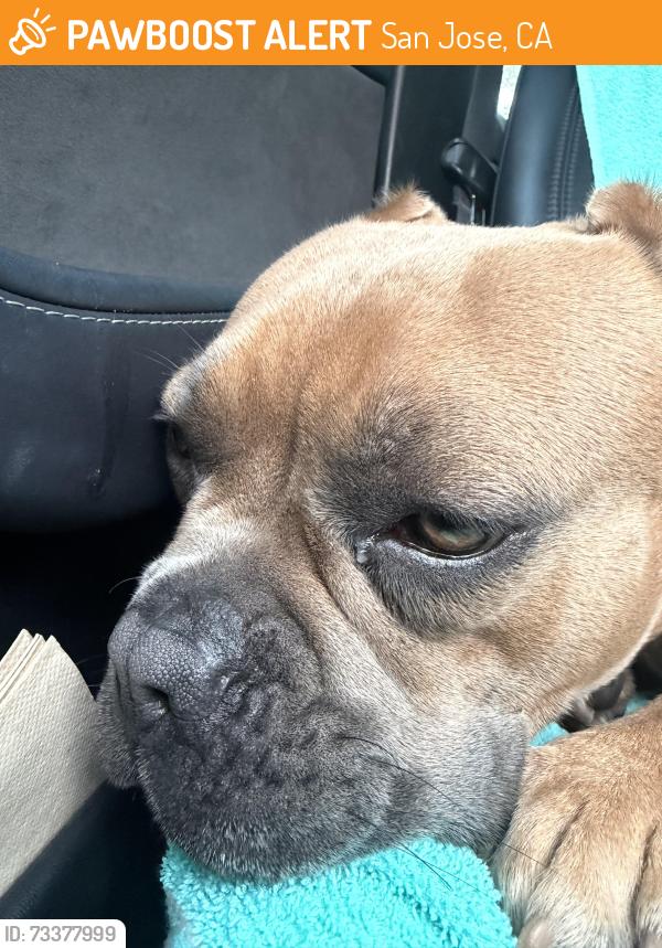 Found/Stray Unknown Dog last seen Tasman and baypoint, San Jose, CA 95134
