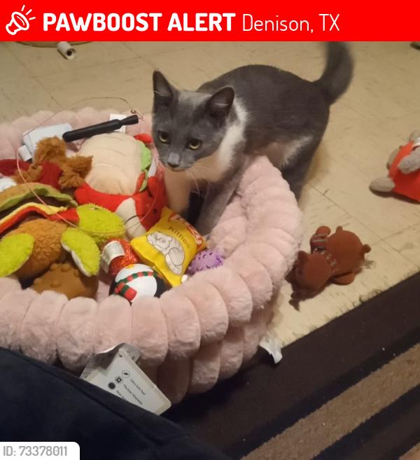 Lost Female Cat last seen Joy ln. &Dana ln., Denison, TX 75021