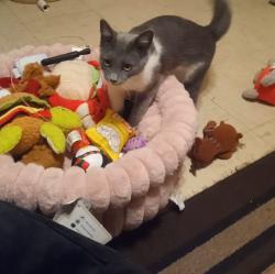 Lost Female Cat last seen Joy ln. &Dana ln., Denison, TX 75021