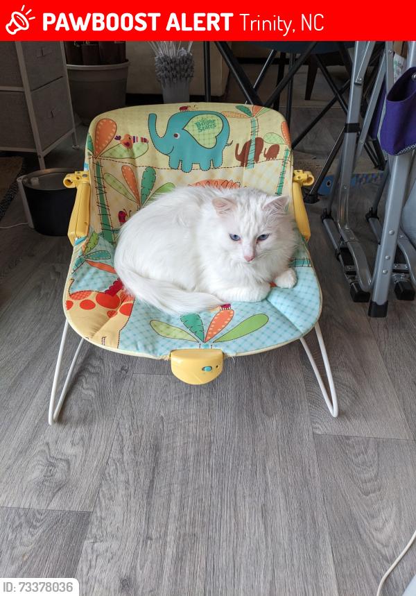 Lost Male Cat last seen Payne St and 62, Trinity, NC 27370