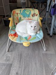 Lost Male Cat last seen Payne St and 62, Trinity, NC 27370