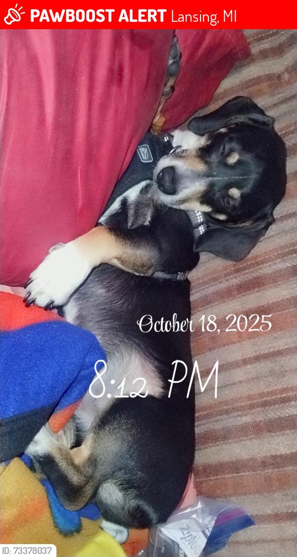 Lost Male Dog last seen Ovid, mi, Lansing, MI 48910